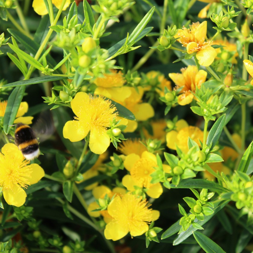 ���� �������� �������� ���� (1 ������� � ������ 15-20 ��). Szkolka roslin A.M (������), ������ �� 927 ���