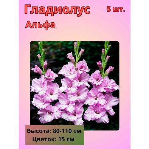 ���� ��������� ��������������� �����, �������� ����������, ������ �� 510 ���