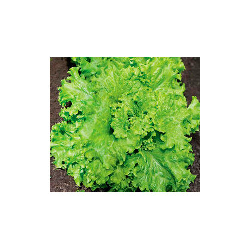 ���� ������ ������ ����� (1 ��.), ������ �� 51 ���