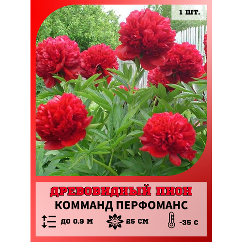 ���� ���� ����������� ������� ���������, ������� 1 �����, ������ �� 650 ���