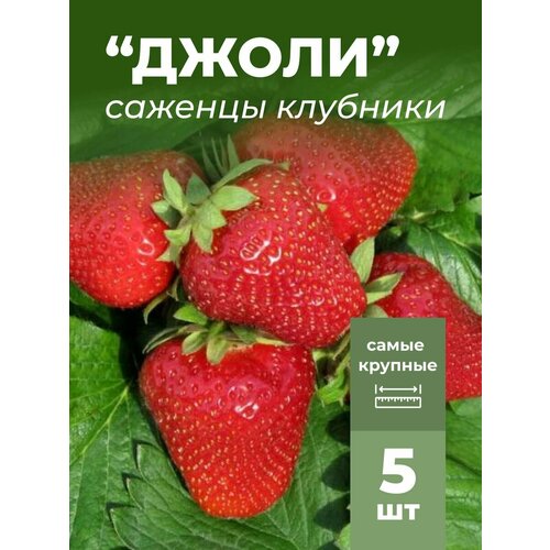 ���� �������� ����� ������������� ����� �������/��������� �������� 5 ��, ������ �� 799 ���