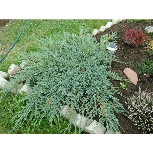 ���� ������������ �������������� ���������, ������ �� 1099 ���