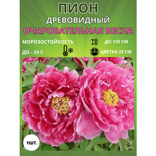 ���� ���� �������������� ����� 1 ��., ������ �� 650 ���