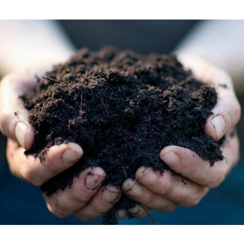 ���� ���������� 25�� ������� ����� ��������, ������ �� 1389 ���