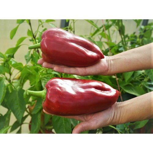 ���� ������ ����� ������� ������ ������ (Ljubo's Palm) / Seeds And Goods / � �������� zip-lock ��� ���������� 15 �����, ������ �� 329 ���