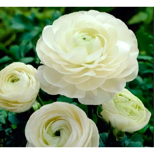 ���� ������� ����������� (�����) ����� 15��., ������ �� 970 ���