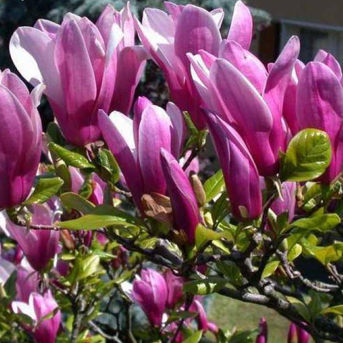 ���� �������� ������ ����� ���� (Szkolka roslin A.M (������)), 1 ������� � ������ 15-20 ��, ������ �� 1927 ���