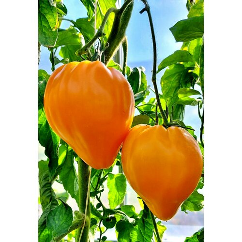 ���� ������ ����� ������ ��� (Fox Nose) / Seeds And Goods / � �������� zip-lock ��� ���������� 10 �����, ������ �� 299 ���