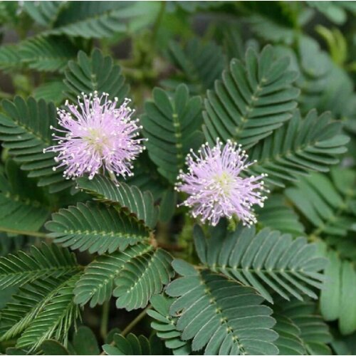     , Mimosa pudica 15 .,   250 