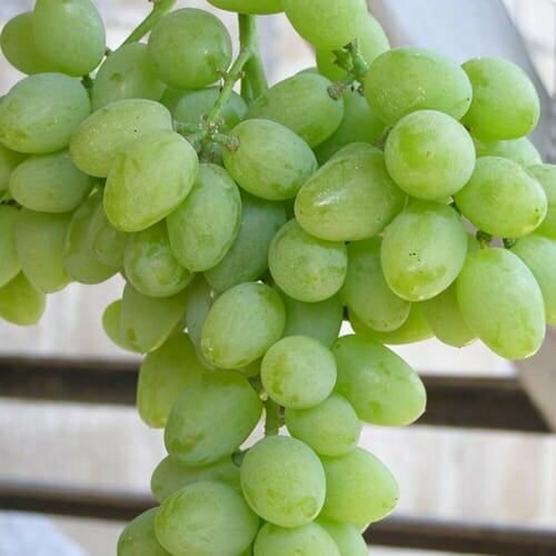 ���� �������� ������� (2 ��), ������ �� 1299 ���