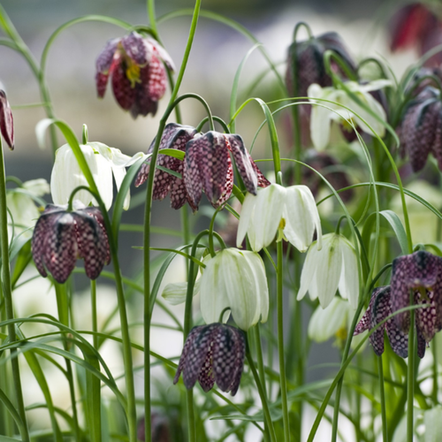 ���� �������� ������, botanica garden, ����������� ��������� ����, 10 ����, ������ �� 405 ���