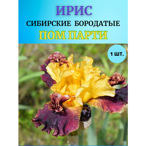 ���� ���� �������� ��� �����, ����������� �����, ������ �� 450 ���