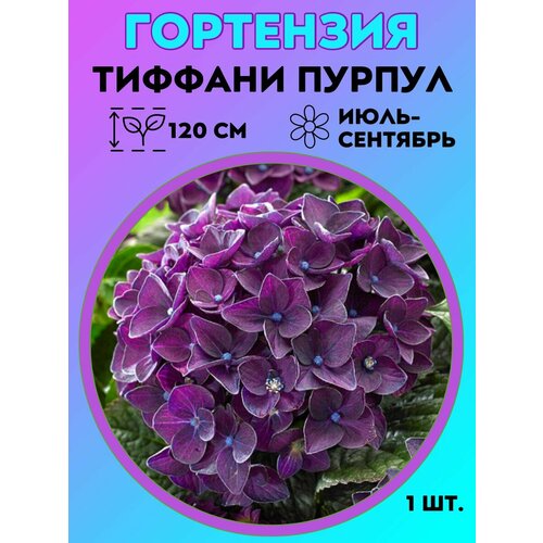 ���� ��������� �����������, ������� 1 �����, ������ �� 550 ���