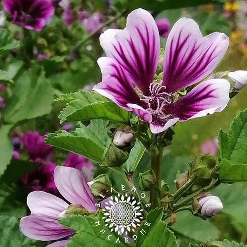     -   (. Malva sylvestris) 7 ,   350 