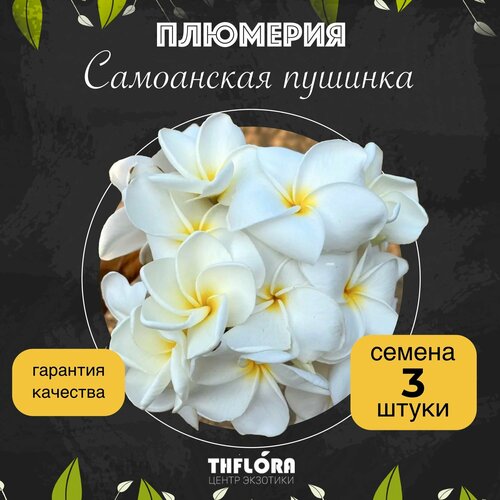 ���� �������� 