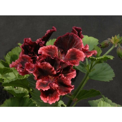 ���� ������ ���������� ����������� �������� 4 �� (1 �������� (O)), ������ �� 684 ���