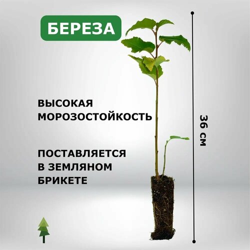 ���� ������� ������ ���������, ������ �� 320 ���