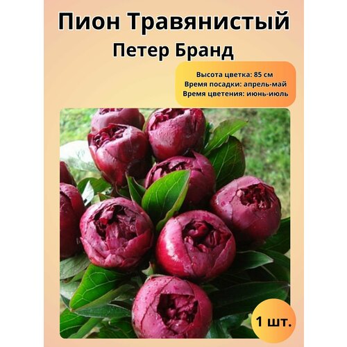 ���� ���� �����������, ������� 1 ��, ������ �� 660 ���