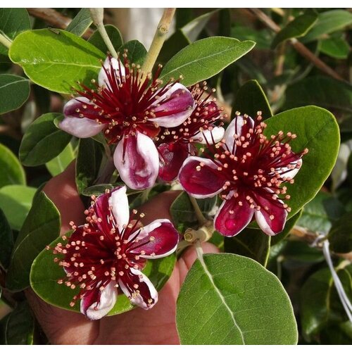    -   (   10 - 30 ,  0,5/0,6 ) / ,   ,  /  , ,   ,   1895 