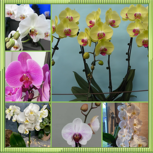 ���� ������ ������� ���������� ���� ������, 50+ ��, ������ �� 822 ���