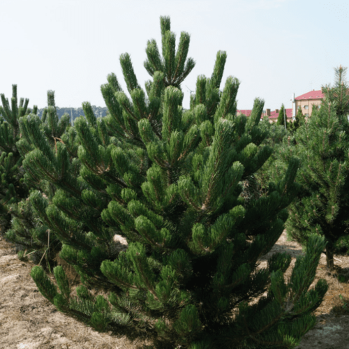 ���� ����� ������ (1 �������), ������ �� 918 ���