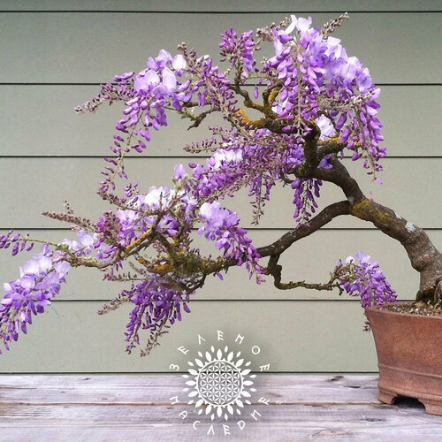 ���� ������ �������� ��������� (������) (���. Wisteria sinensis) 5�� �� Green Legacy, ������ �� 380 ���