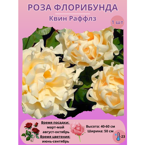 ���� ���� ���������� ���� ������, ����������� ����� ��� ����, ������ �� 450 ���