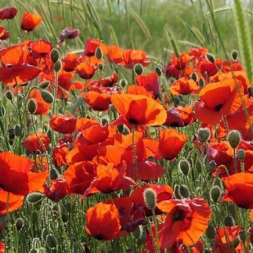 ���� ������ ������ ��� ��������� ������������ 50 ��., ������ �� 320 ���