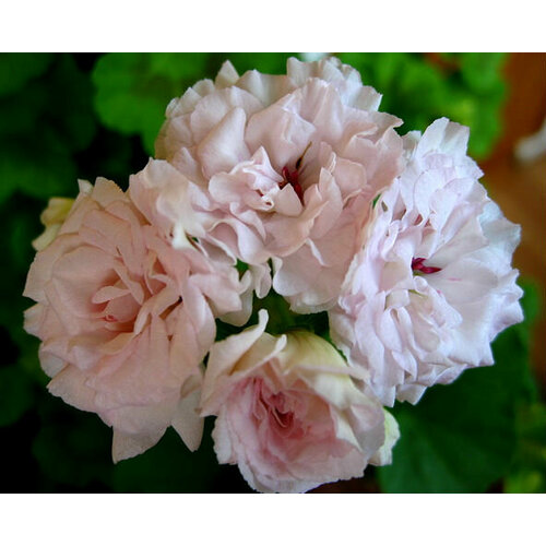 ���� ������ ���������� ��������� �������� 4 �� (1 �������� (O)), ������ �� 684 ���