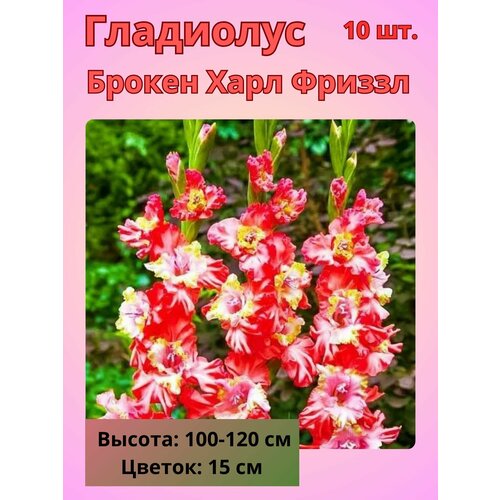 ���� ��������� ��������������� ������ ���� �������, �������� ����������, ������ �� 800 ���