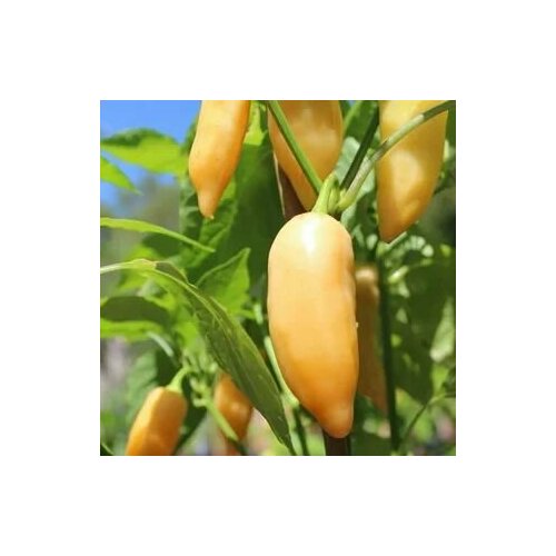 ���� ������ ������ ����� Sugar Rush Peach, 5 ����� + �������, ������ �� 260 ���