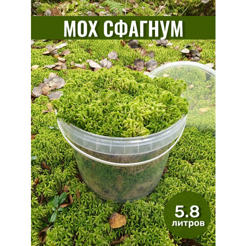 ���� ��� ������� ������ ������ ��� ������ � ������� 5,8�, ������ �� 1299 ���