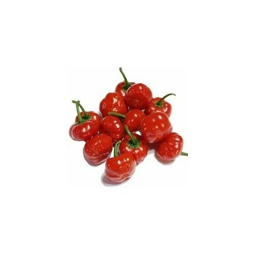 ���� ������ ������ ����� Aji Brazilian Pumpkin, 5 ����� + �������, ������ �� 260 ���