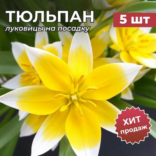 ���� �������� �������� �� ������� 