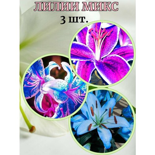 ���� ����� ����, 3 �����, ������ �� 430 ���