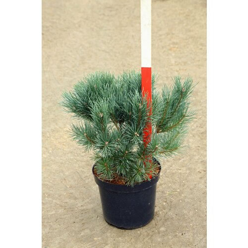 ���� ����� ������������ 'Watereri', ������ �� 7500 ���
