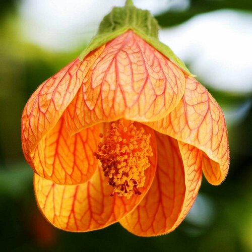 ���� ������ �������� ���� ������ 7 ��. (1 ��������), ������ �� 388 ���