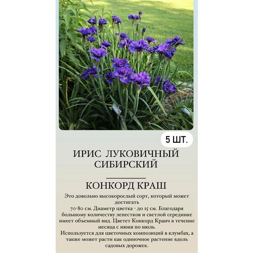 ���� ���� ���������� �������� ����������� ��������, ������ �� 500 ���