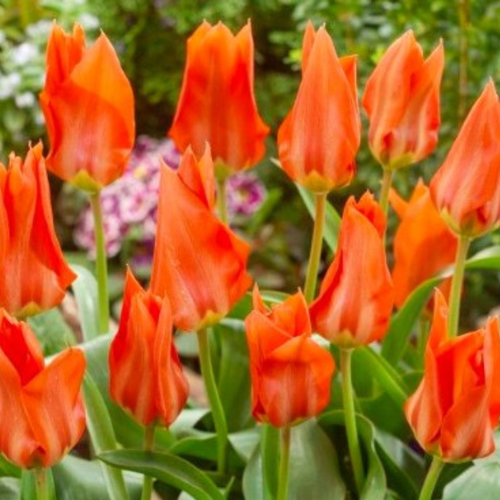 ���� ������� Park Tiger(5 �������), ������ �� 436 ���