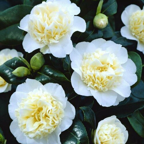 ���� ������� �������� ��������� ����� (1 �������), ������ �� 1201 ���