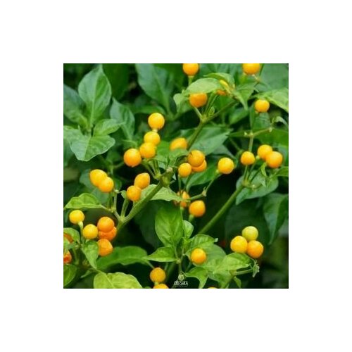 ���� ������ ������ ����� Aji Charapita, 5 �����, ������ �� 275 ���