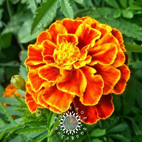     -  (. Tagetes) 50   Green Legacy,   330 