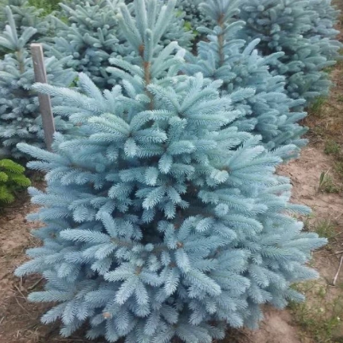 ���� ��� ������� ������ ��������� ��� (Belgium Plants Van. (�������)), 1 ������� � ������ 15-20 ��, ������ �� 1315 ���