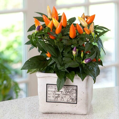        F1,  ,          , 5  ,   321 