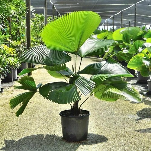 ���� ������ ������� Licuala grandis ������ 5 ����, ������ �� 575 ���