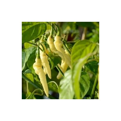 ���� ������ ������ ����� Murupi, 5 ����� + �������, ������ �� 260 ���