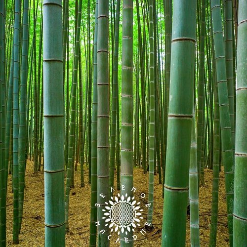 ���� ������ ������ ���� (���. Phyllostachys edulis Moso) 40�� �� Green Legacy, ������ �� 450 ���