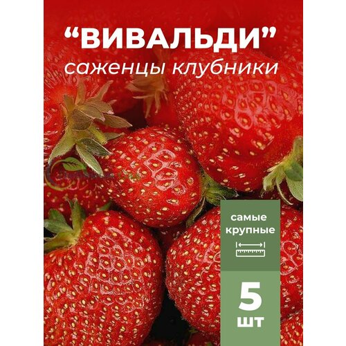 ���� �������� ����� ������������� ��������, �������/��������� �������� 5 ��, ������ �� 799 ���