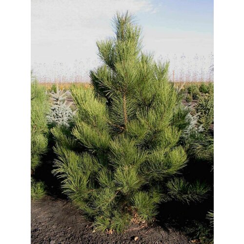 ���� ������ ����� ������ �������� (Pinus scopulorum), 10 ����, ������ �� 430 ���