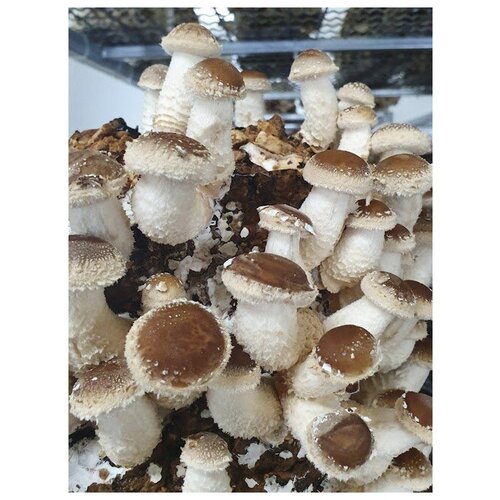 ���� �������� �������� �������, ������ �� 450 ���